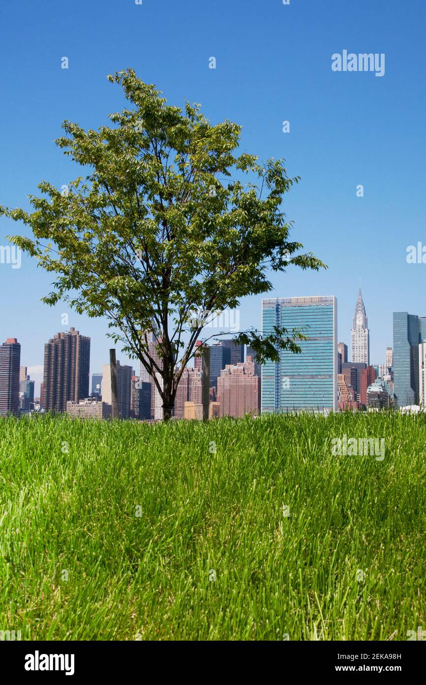 Grass in a park with Manhattan skyline in the background, New York City ...