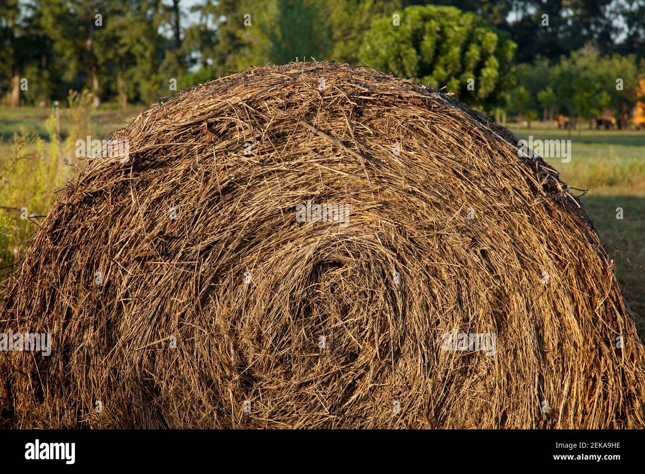 Close_up of a hay bale Stock Photo