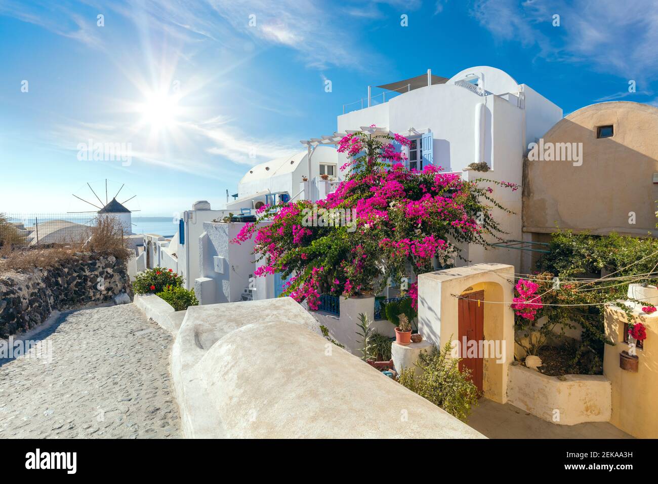 Traditional white Cycladic  street with blooming flowers in the summer, Santorini, Oia street, Greece Stock Photo