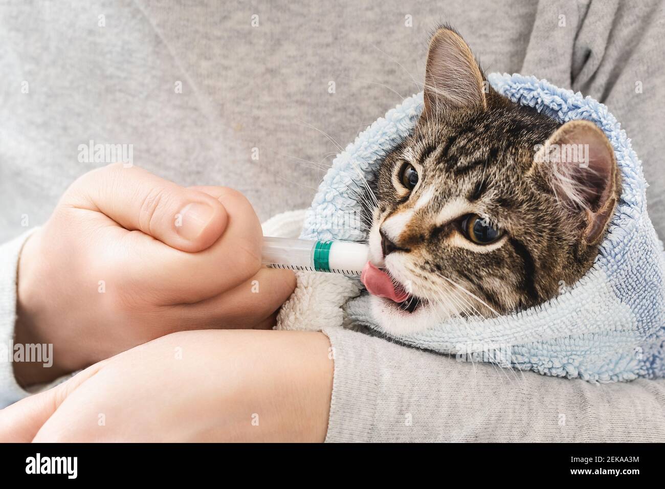 Kitten wrapped in a towel drinks medicine from a syringe Stock Photo