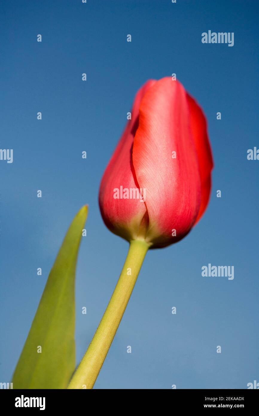 Close up of a red tulip Stock Photo