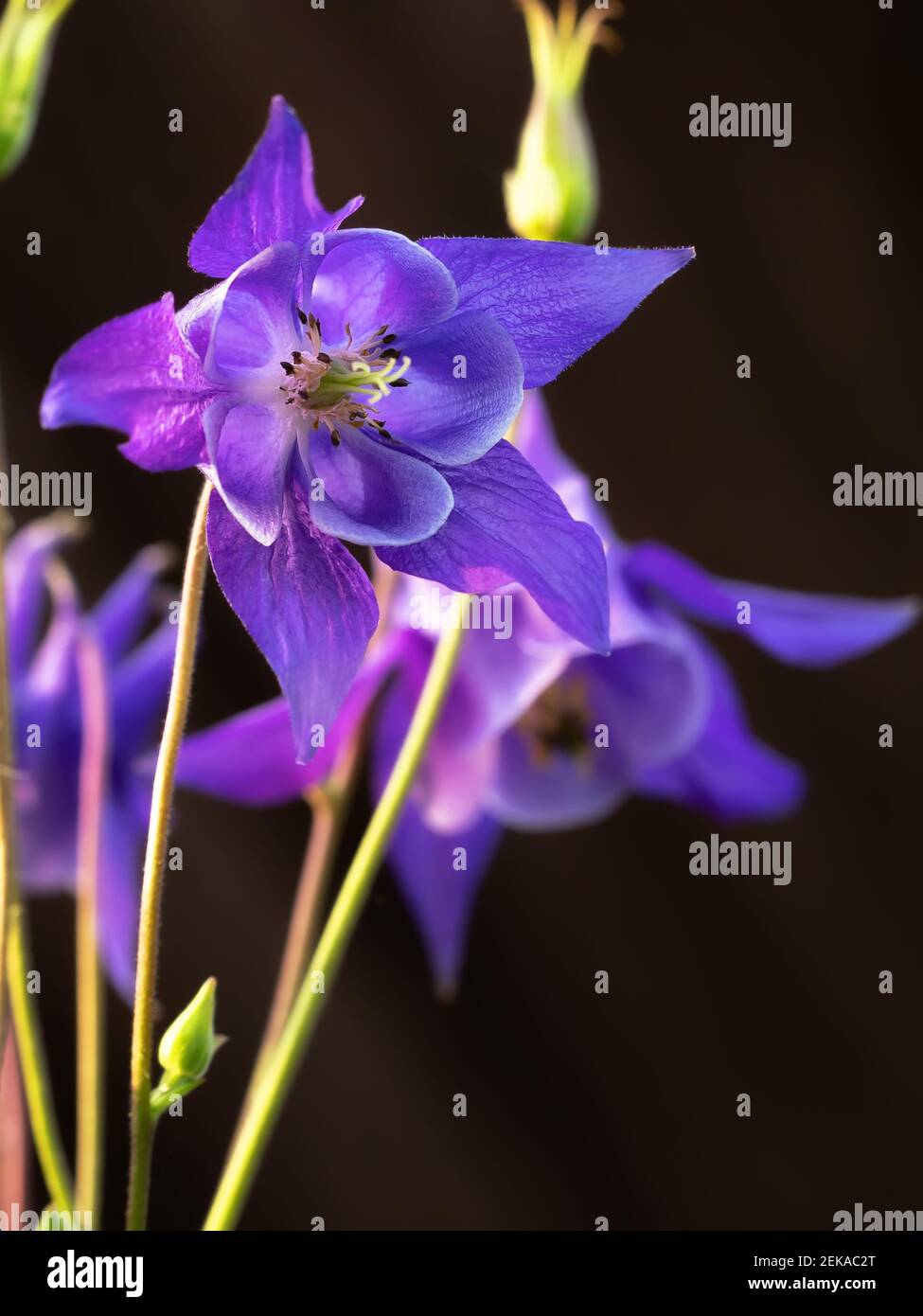 Perennial herb Aquilegia vulgaris with blue flowers on a dark blurred background. Stock Photo