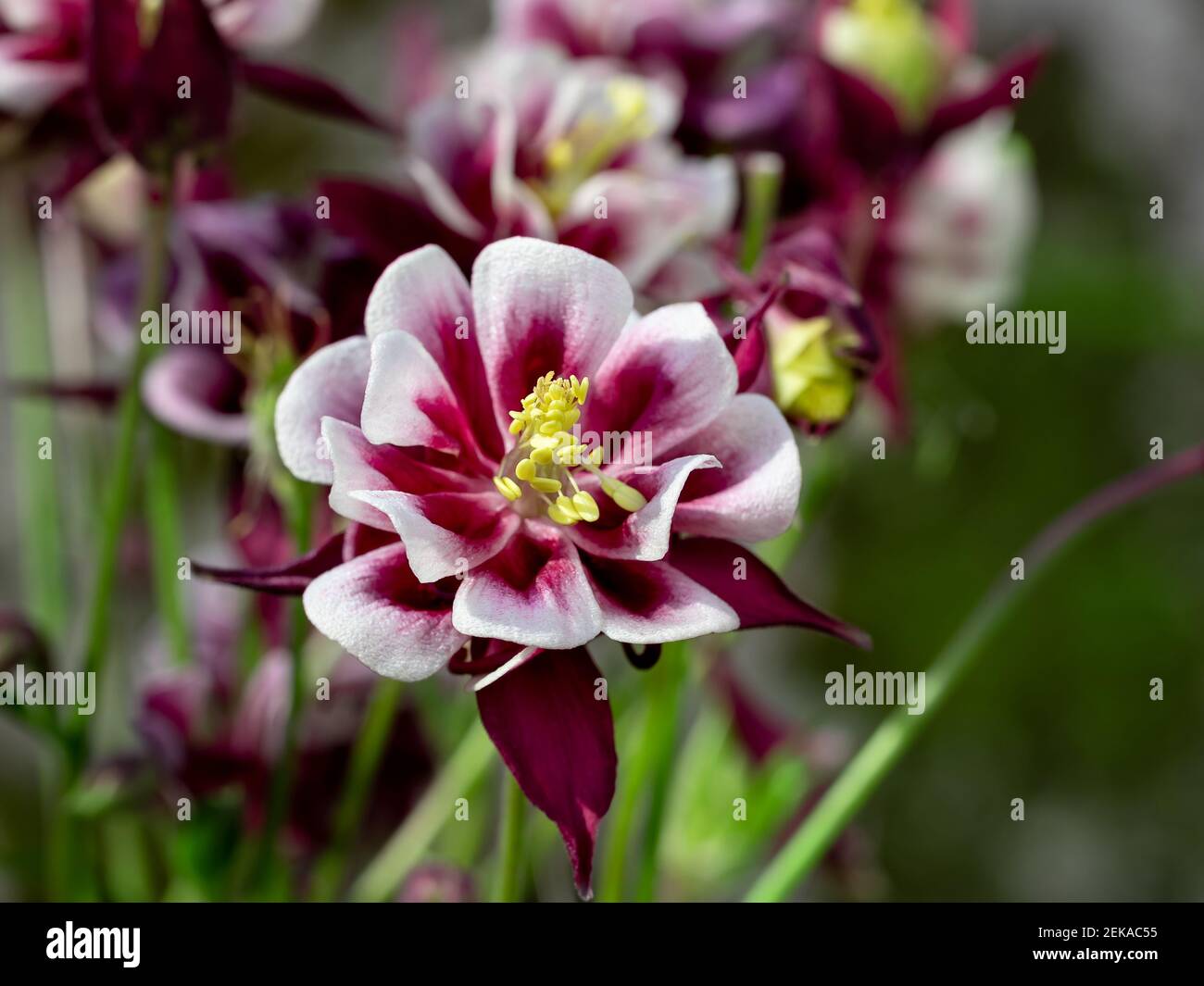 Perennial herb Aquilegia vulgaris with blue flowers on a blurred background. Stock Photo