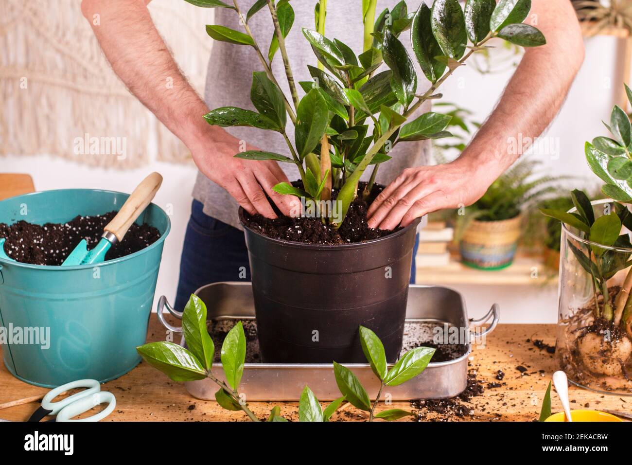 Man putting mud in Zamioculcas Zamiifolia flower pot while gardening at home Stock Photo