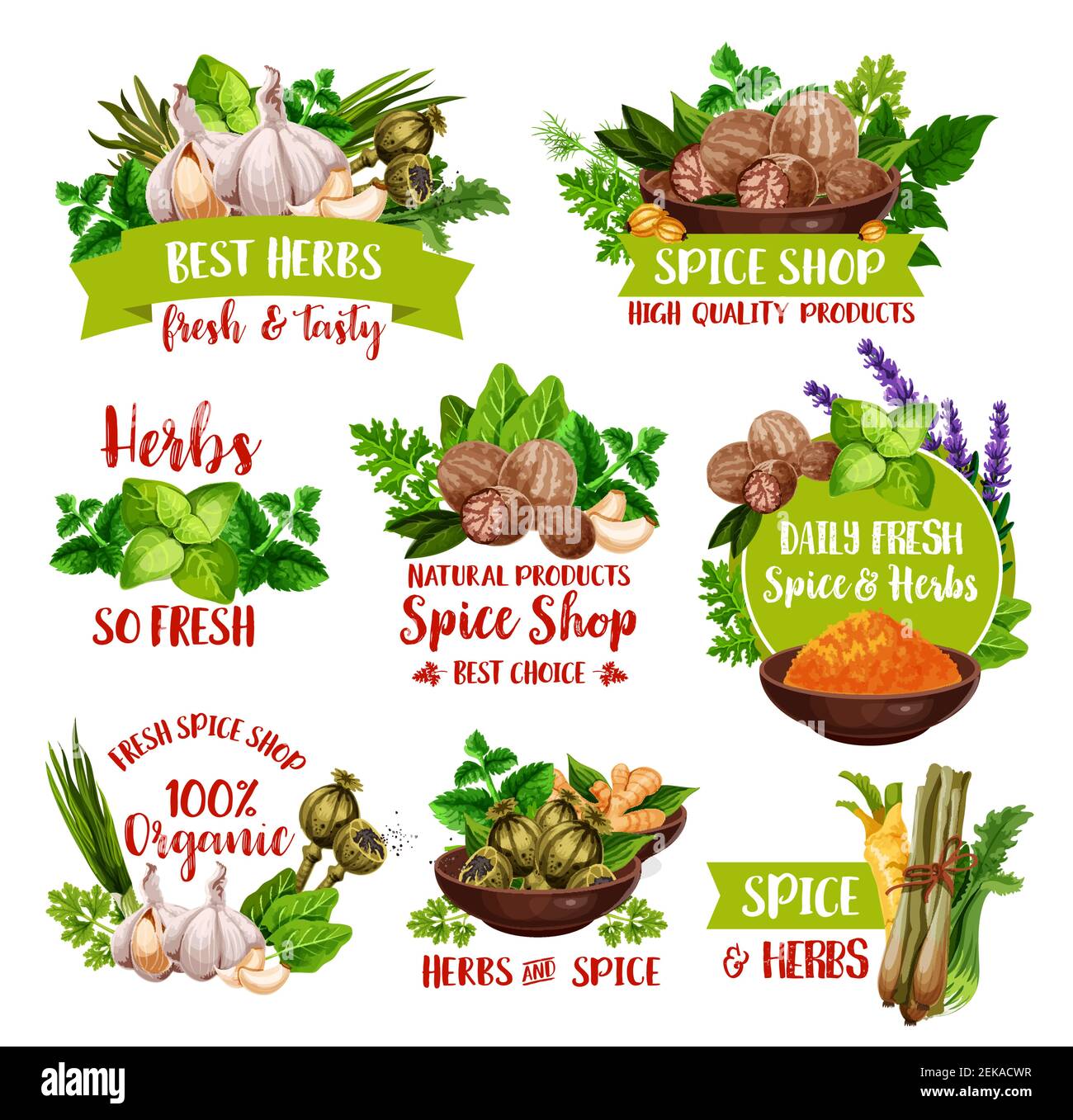 Spices and seasonings, farm herbs and condiments. Vector nutmeg, garlic