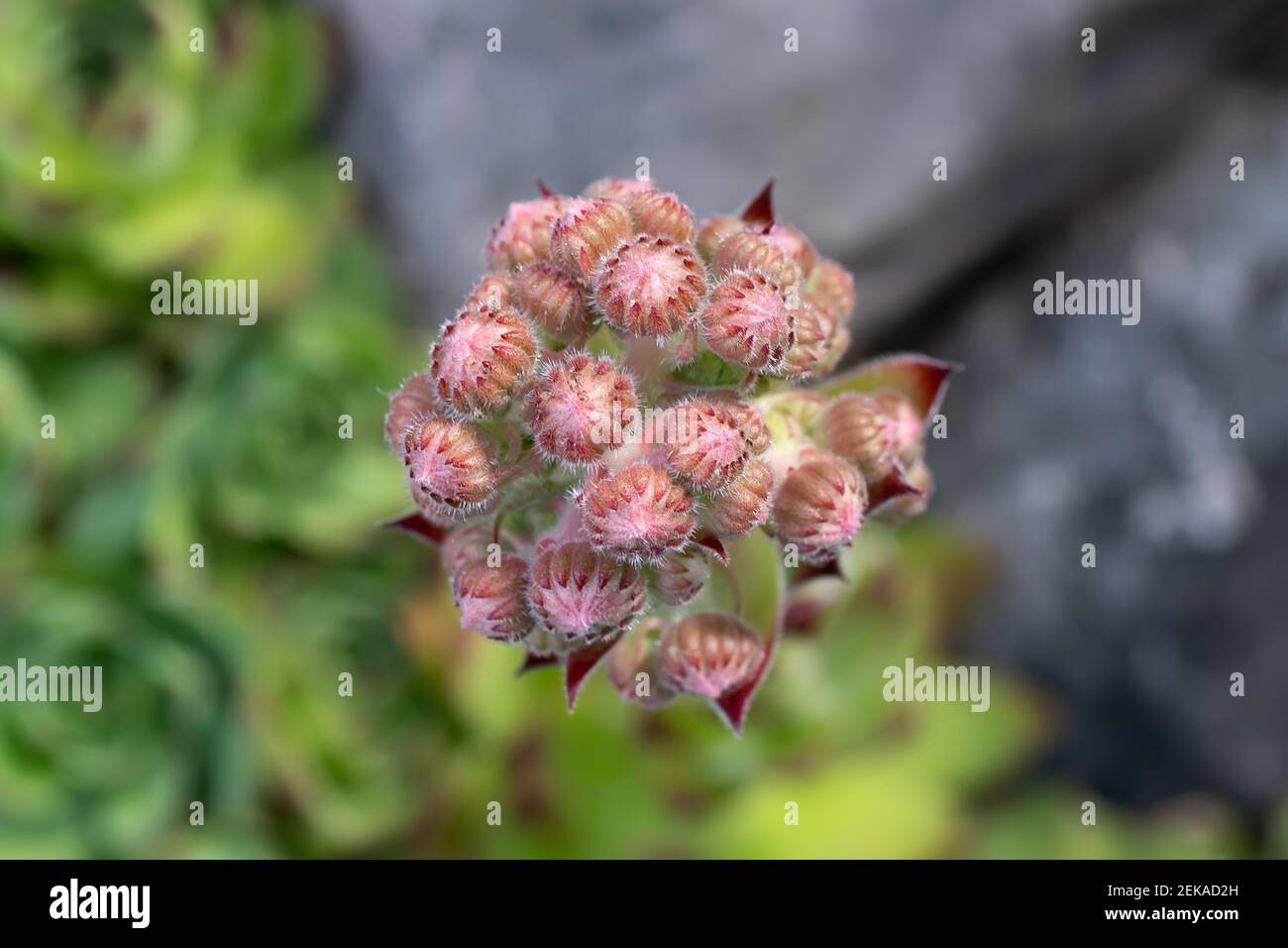 Blooming of an evergreen groundcover plant Sempervivum known as Houseleek in rockery. Stock Photo