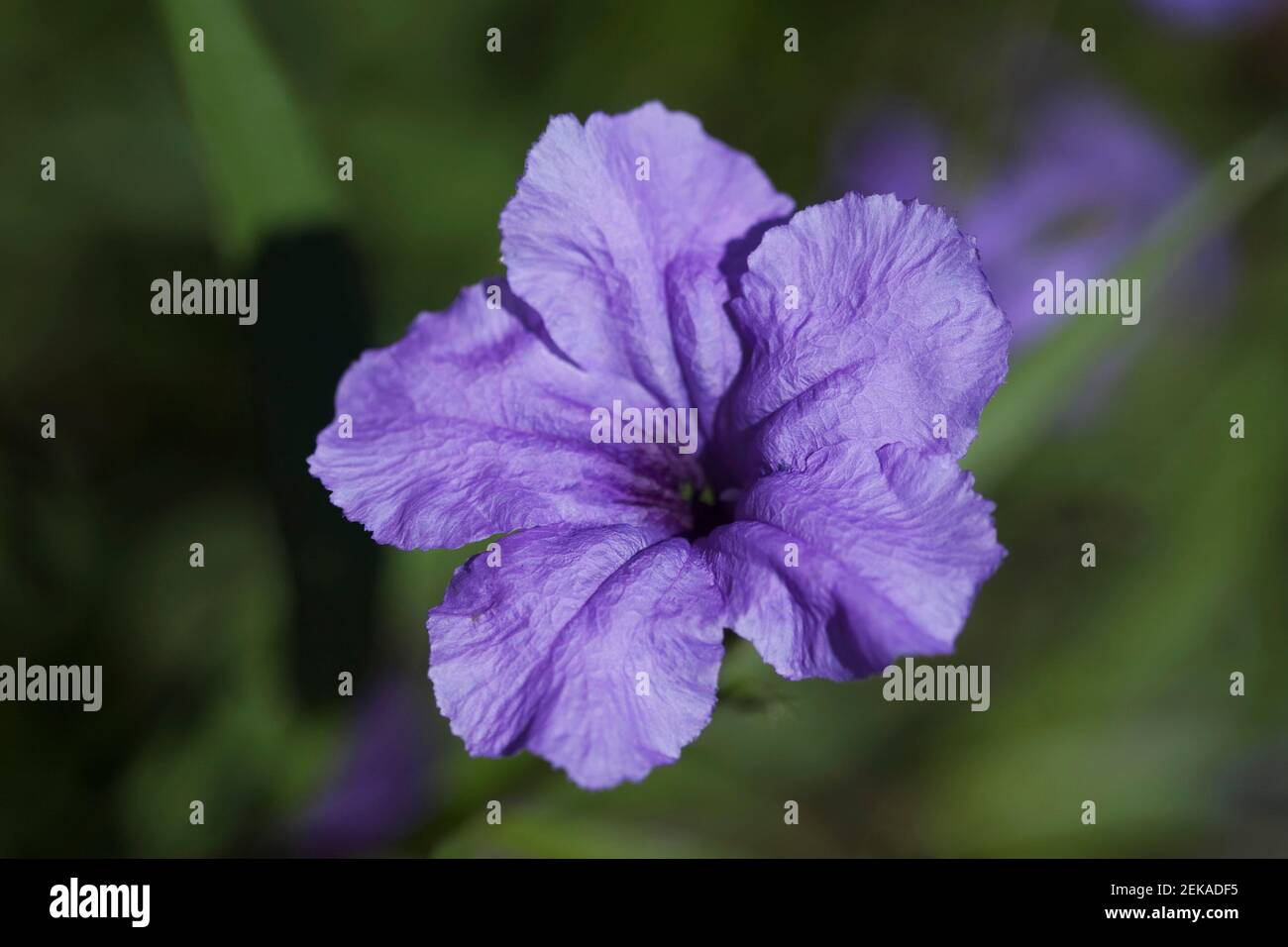 Close up of a Petunia flower Stock Photo