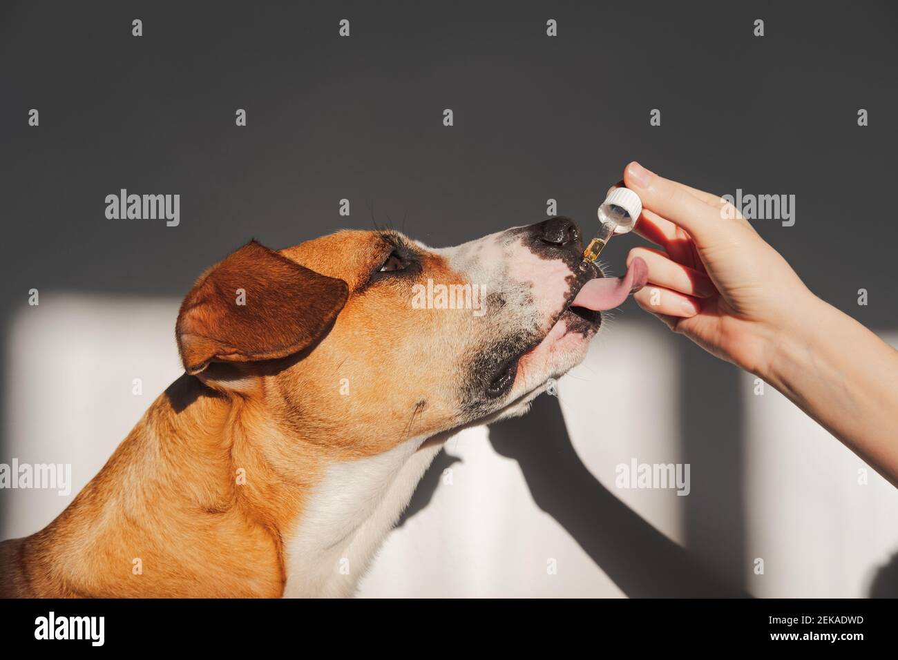 Dog taking essential oil from dropper. Nutritional supplements, calming products, cbd or thd oils for pets Stock Photo