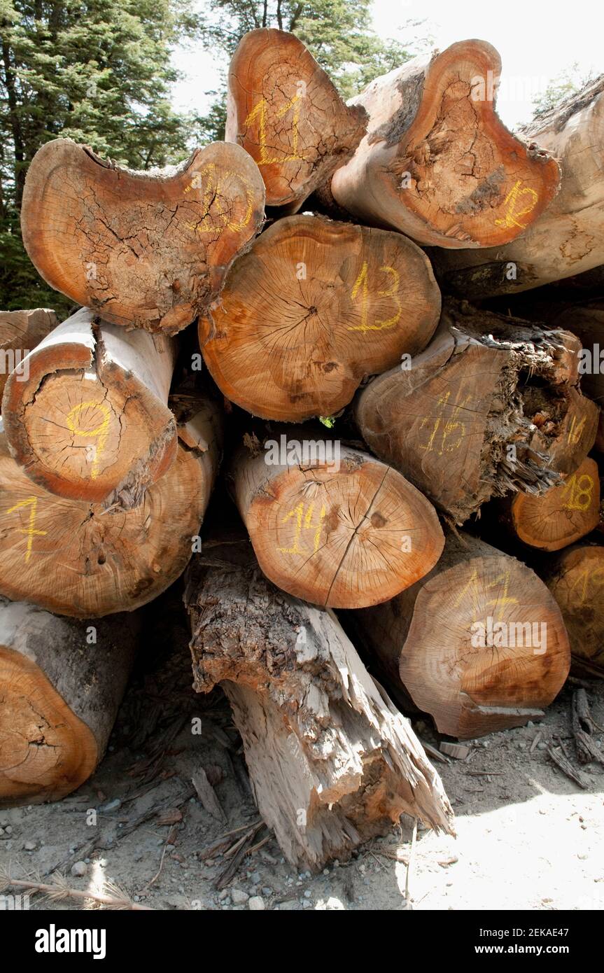 Stack of firewood in forest, Patagonia, Argentina Stock Photo