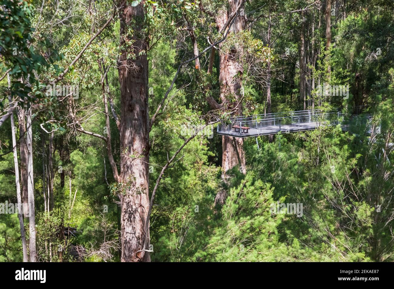 Treetop walkway stretching between red tingle trees (Eucalyptus jacksonii) growing in Walpole-Nornalup National Park Stock Photo