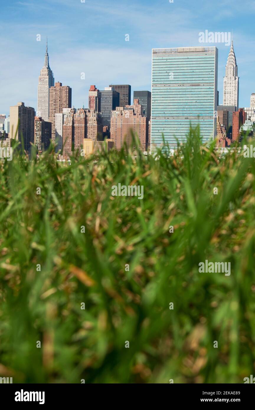 Plants with Manhattan skyline in the background, New York City, New York State, USA Stock Photo