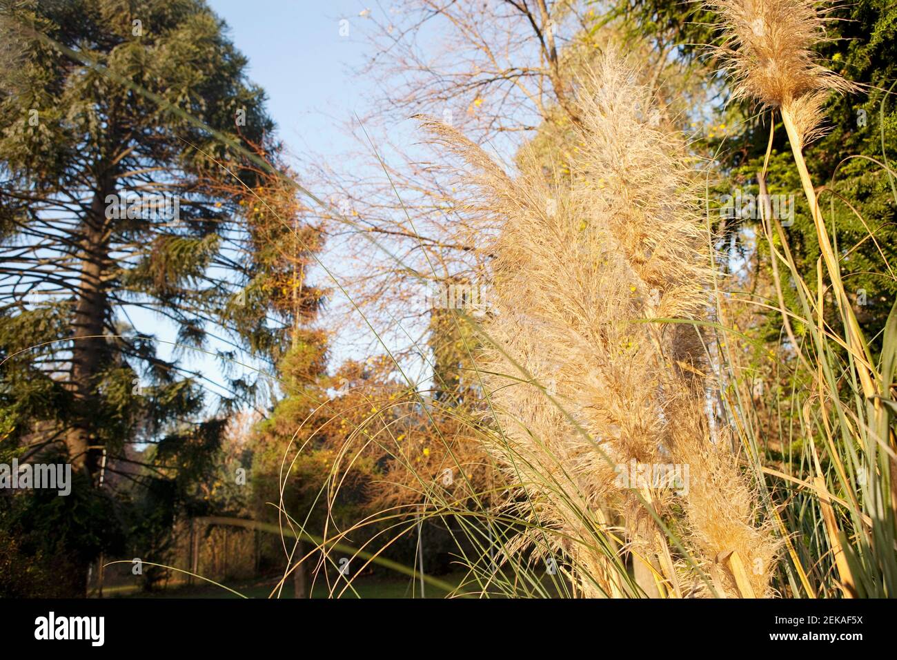 Low angle view of tall grass with trees in a forest Stock Photo - Alamy