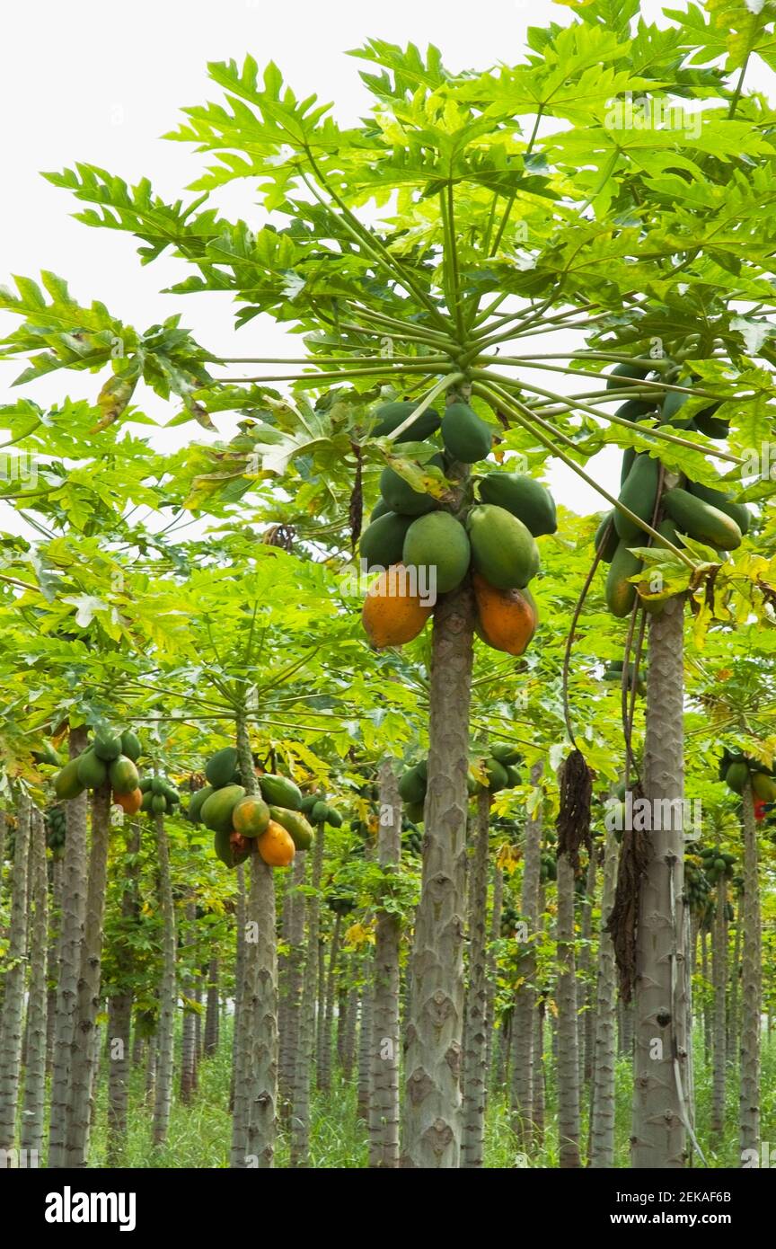 Papaya trees in an orchard, Valle del Cauca, Colombia Stock Photo Alamy