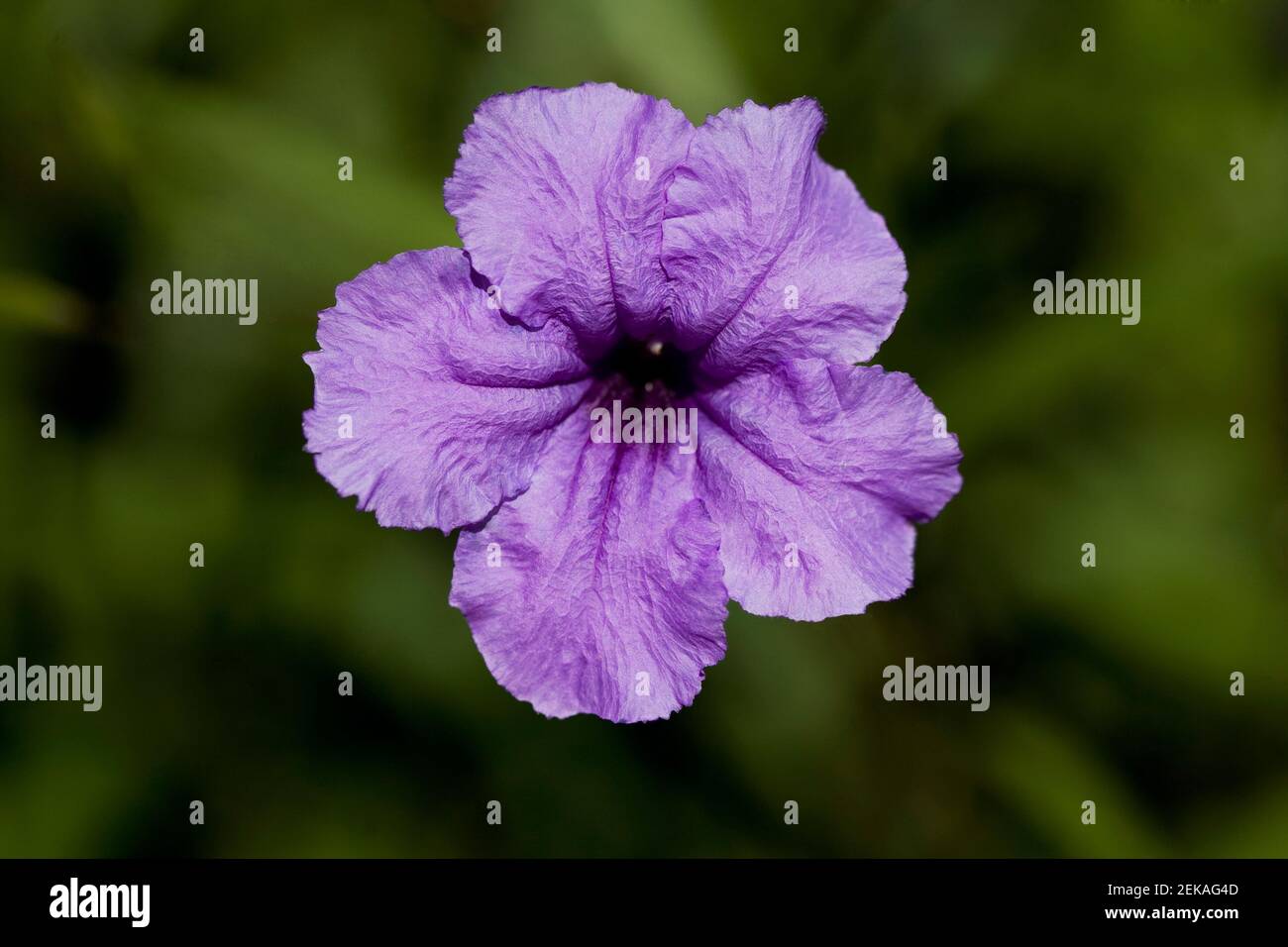 Close up of a Petunia flower Stock Photo