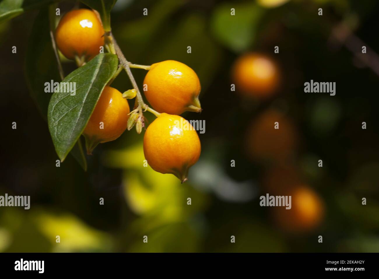 Close up of fruits on a tree Stock Photo - Alamy