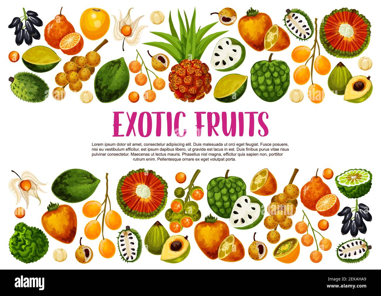 Exotic fruits harvest, tropical farm agriculture pandan, juicy citrus bergamot and tangerine. Vector tropic sousop, physalis and organic longkong, pu Stock Vector
