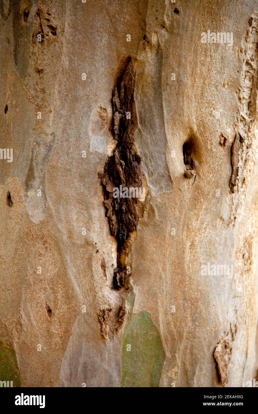 Close up of a tree bark Stock Photo