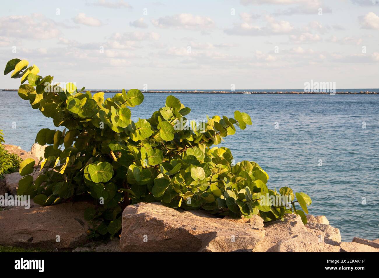 Plants on the coast, Miami Beach, Florida, USA Stock Photo Alamy