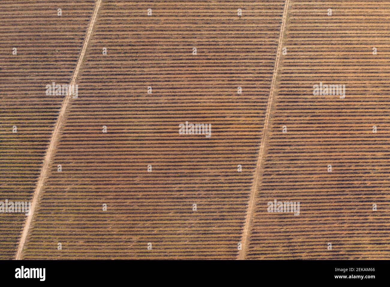 Top view rows vineyards aerial hi-res stock photography and images - Alamy