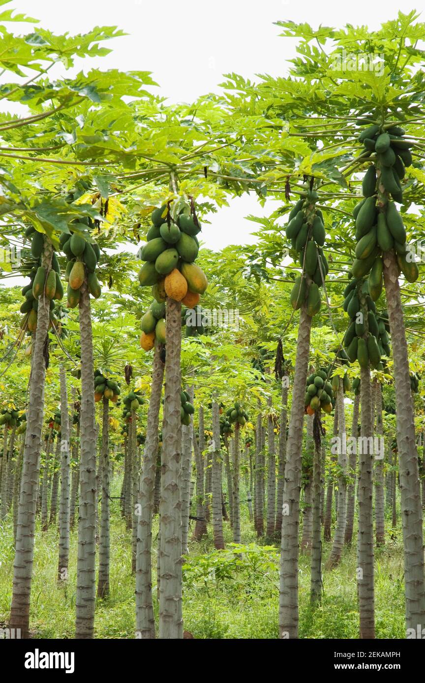 Papaya trees in an orchard, Valle del Cauca, Colombia Stock Photo Alamy