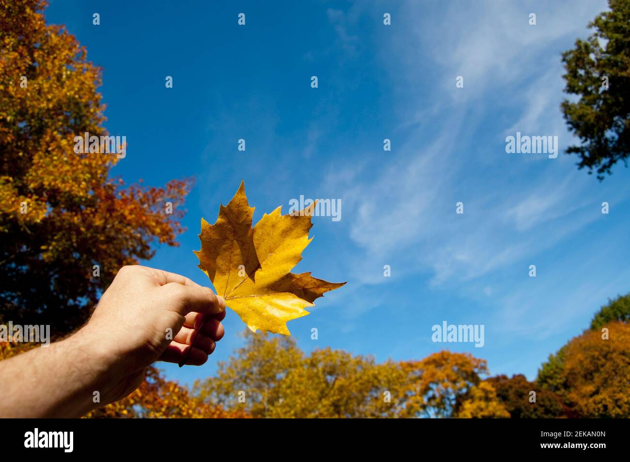 Human hand holding a maple leaf hi-res stock photography and images - Alamy