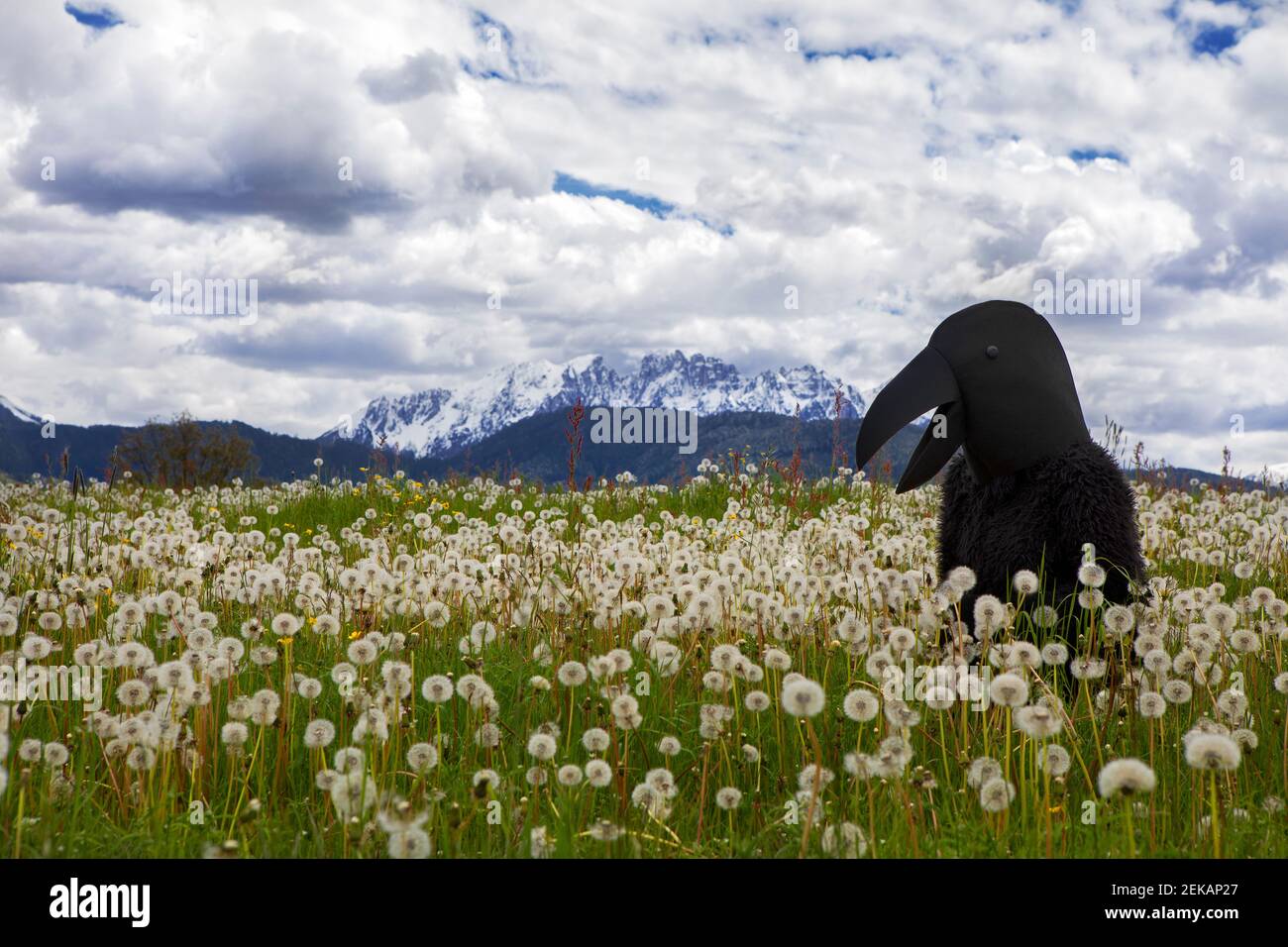 Female wearing raven costume standing in meadow against sky Stock Photo