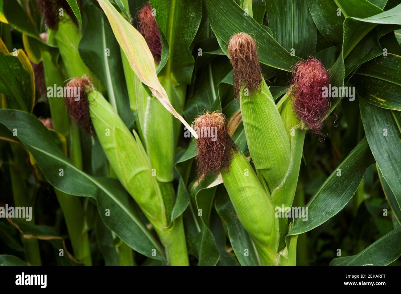 Corn field, Valle del Cauca, Colombia Stock Photo Alamy