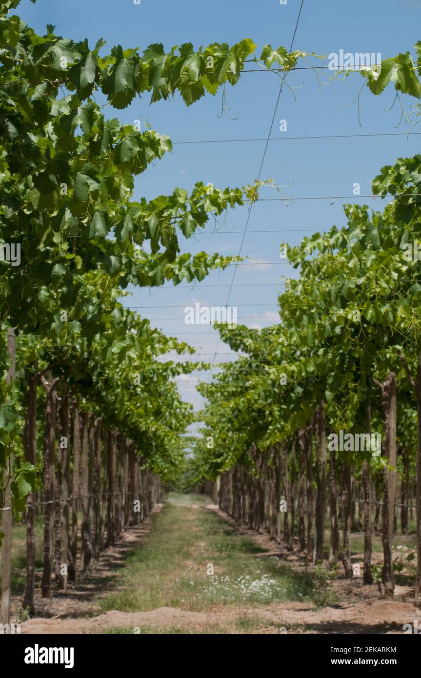 Vineyard, Fatima Valley, Chilecito, La Rioja Province, Argentina Stock Photo
