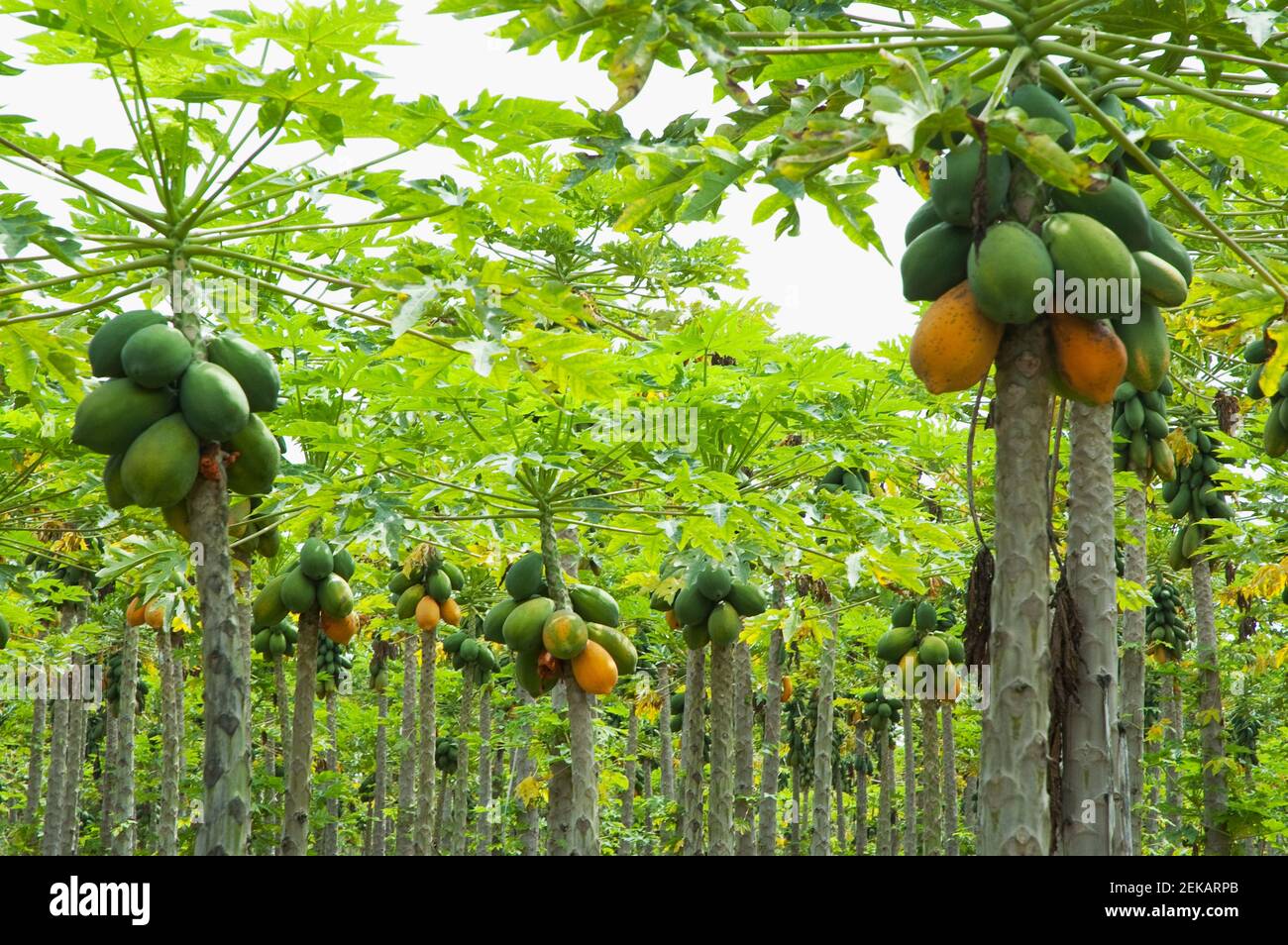 Papaya trees in an orchard, Valle del Cauca, Colombia Stock Photo Alamy