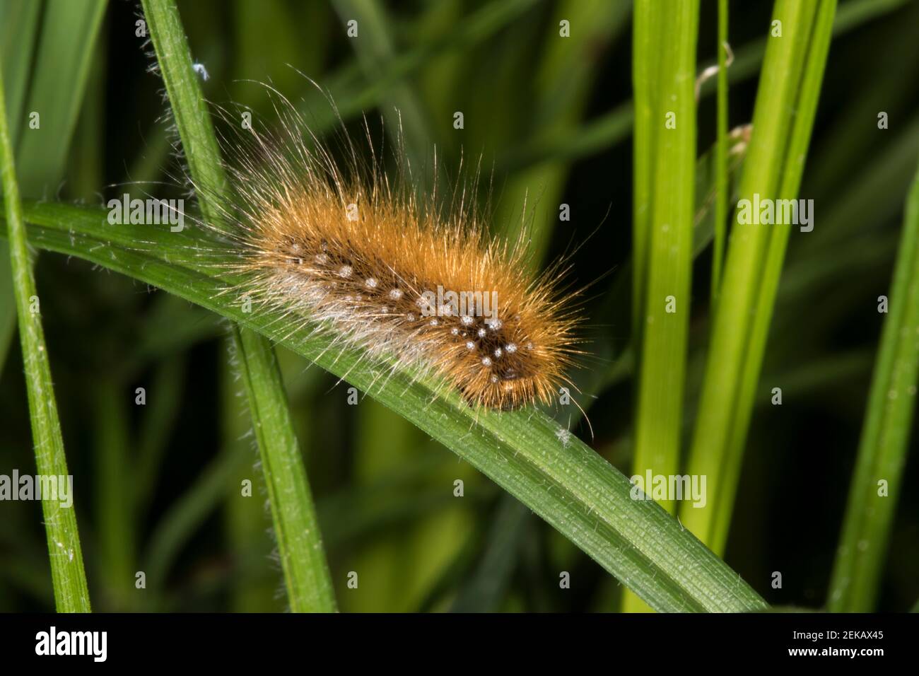 Close Up Of Garden Tiger Moth Caterpillar Arctia Caja Stock Photo Alamy