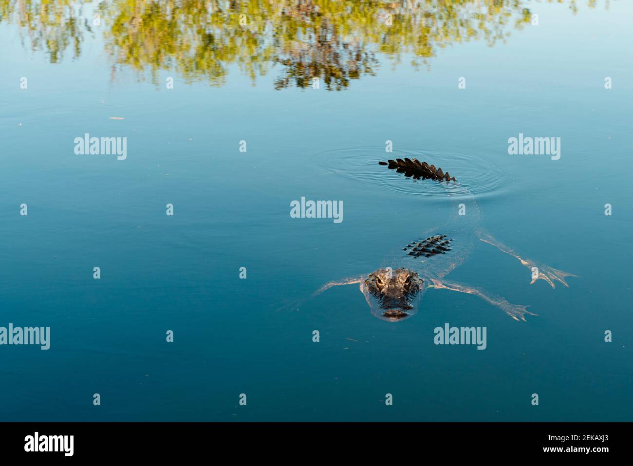 American alligator swimming in lake at Everglades National Park Stock Photo