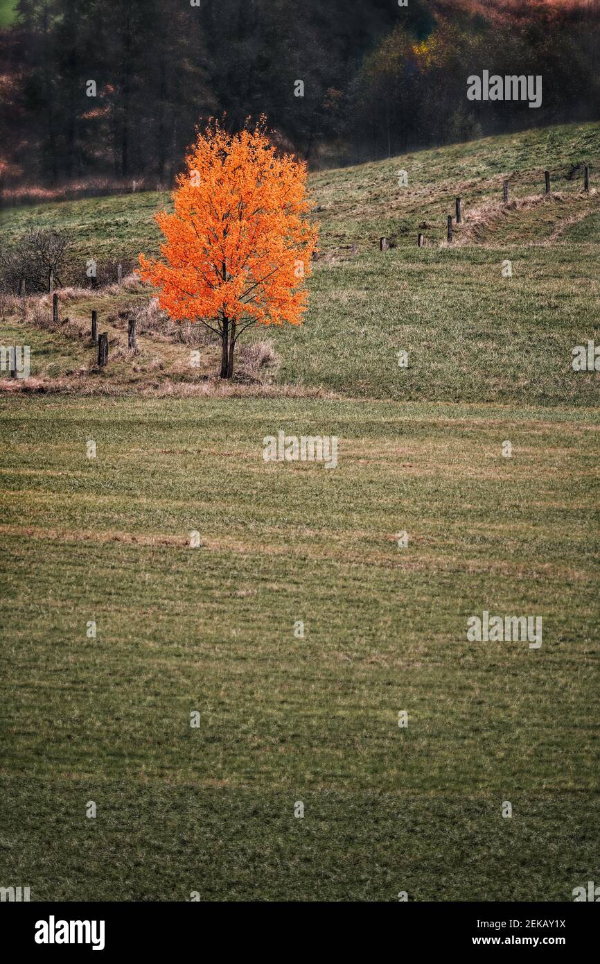 Lonely deciduous tree in the meadow in autumn. Stock Photo