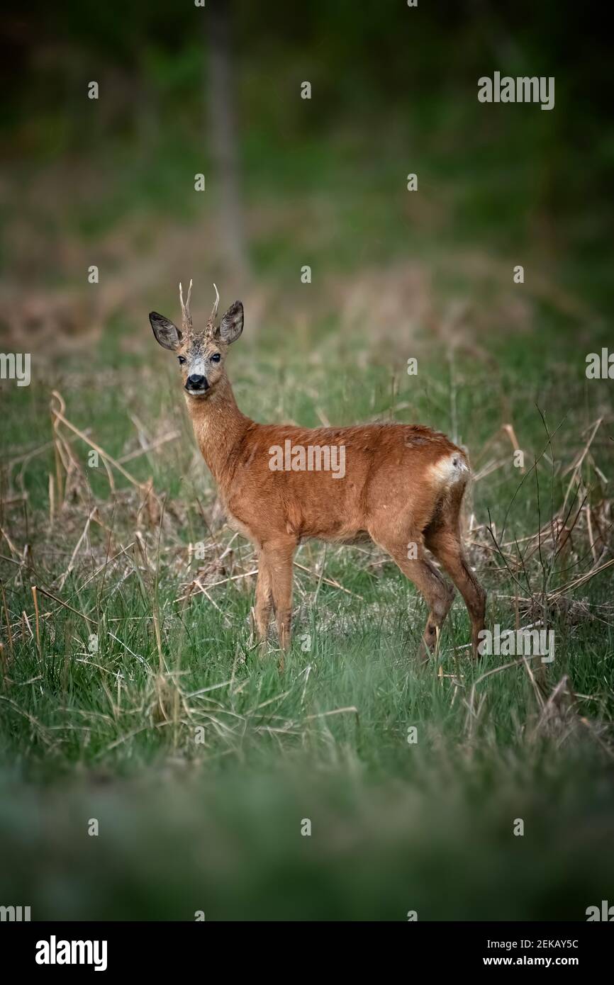 Deer standing on a meadow at dusk. Stock Photo