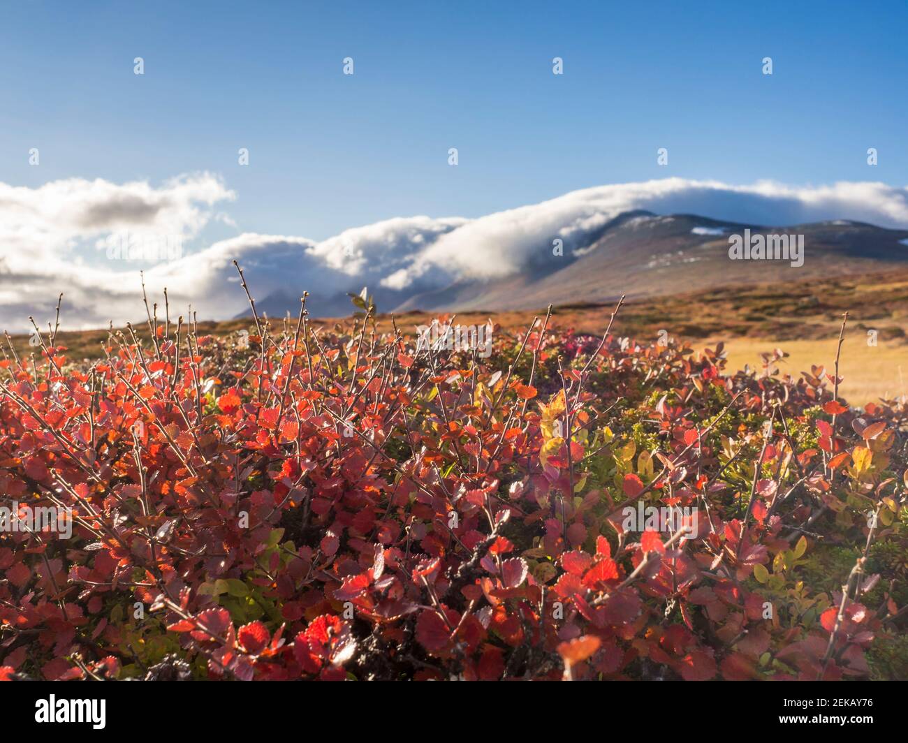 Red flowers of blueberry in filed against mountain at Jamtland on sunny day, Sweden Stock Photo