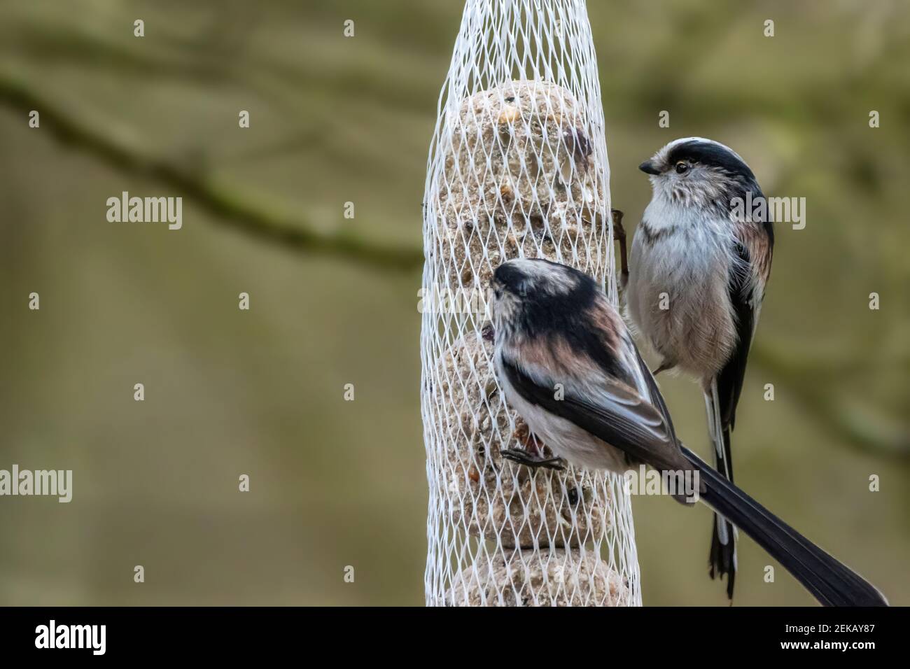 A long-tailed tit sitting on a branch of a tree at the Mönchbruch pond in a natural reserve in Hesse Germany. Stock Photo