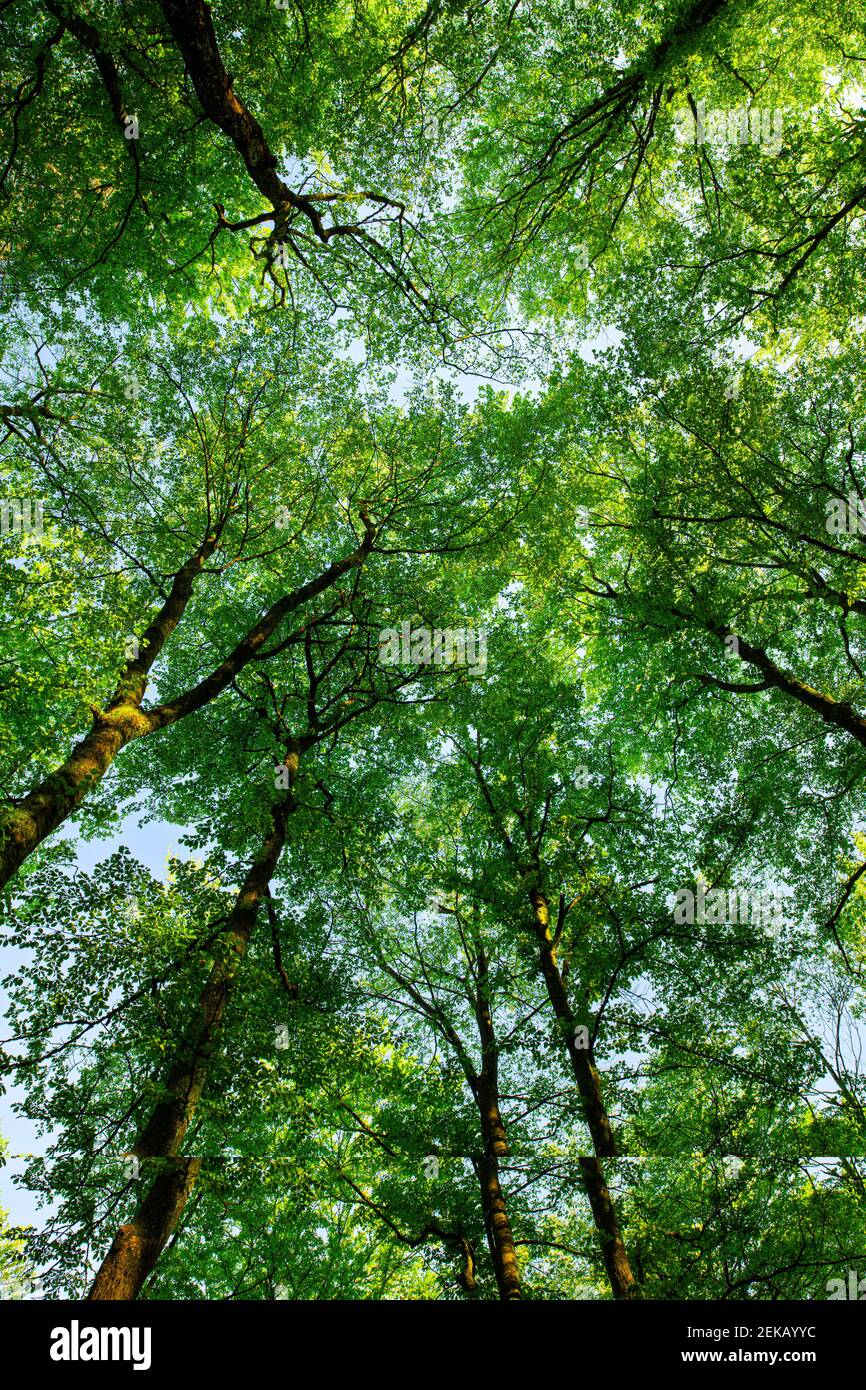 The spring green beech forest seen from below. Stock Photo
