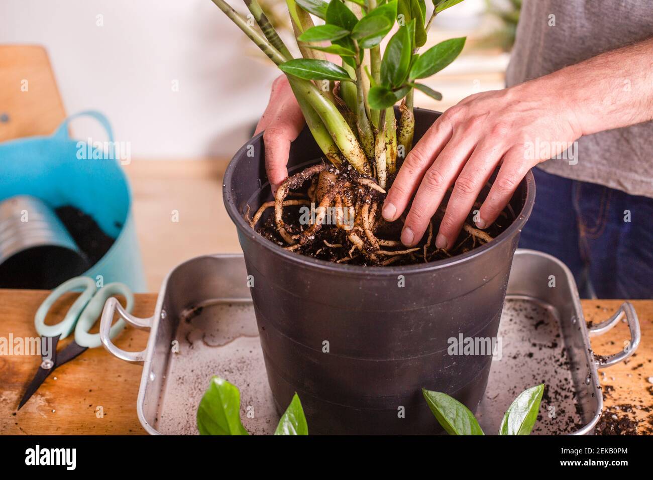 Man planting roots of Zamioculcas Zamiifolia plant in flower pot while standing at home Stock Photo
