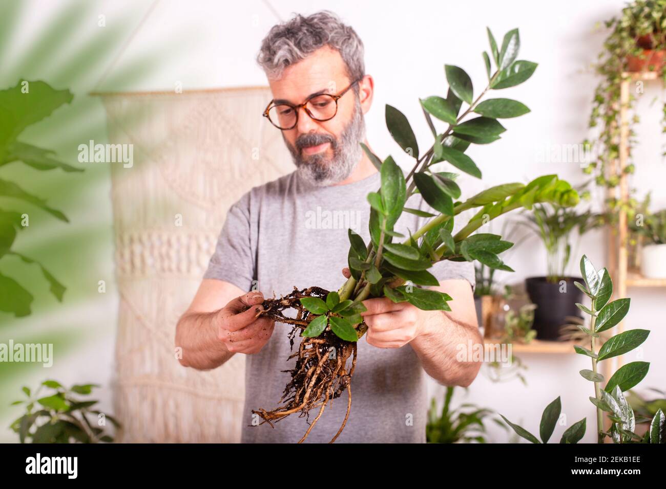 Mature man wearing eyeglasses checking roots of Zamioculcas Zamiifolia plant while gardening at home Stock Photo