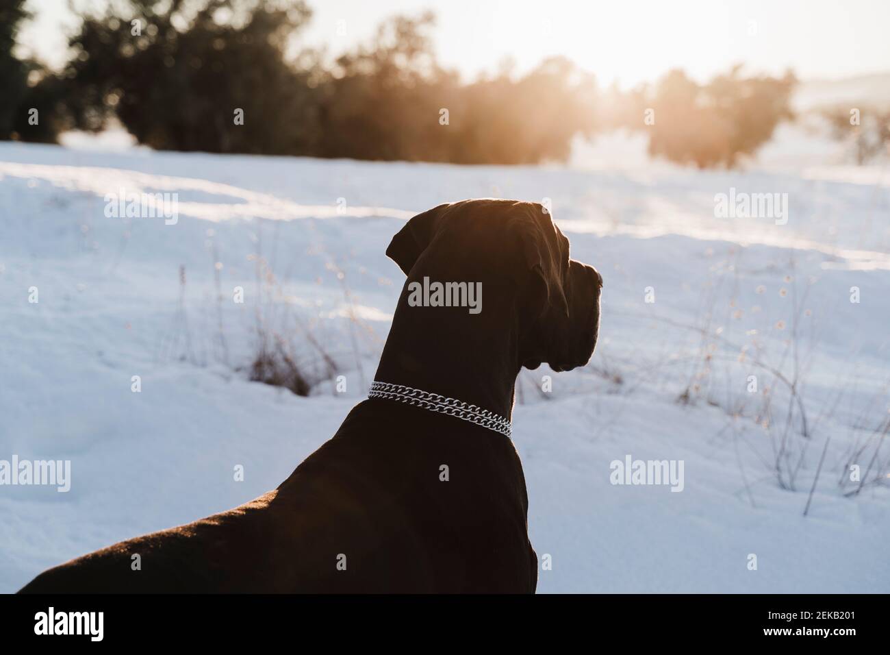 Black great Dane dog looking away in snow during sunset Stock Photo