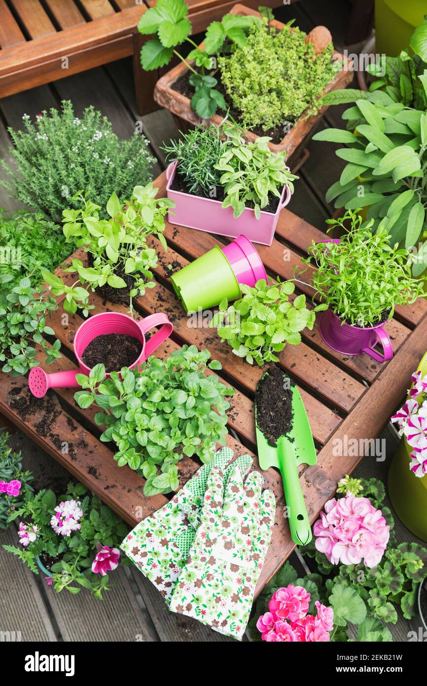 Herb and vegetable garden on balcony Stock Photo Alamy
