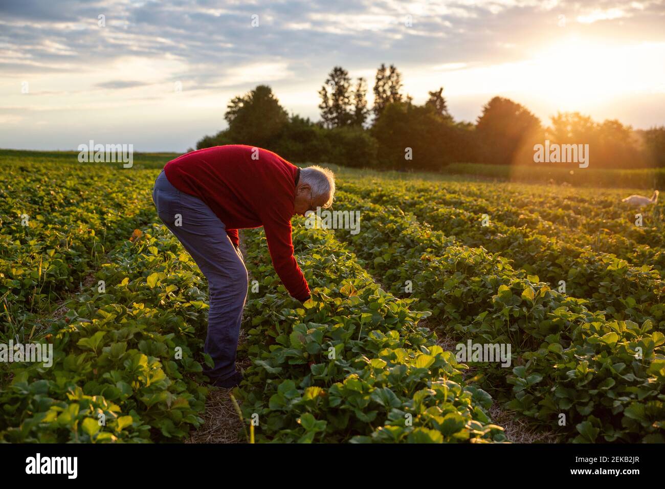 Man harvesting hi-res stock photography and images - Alamy