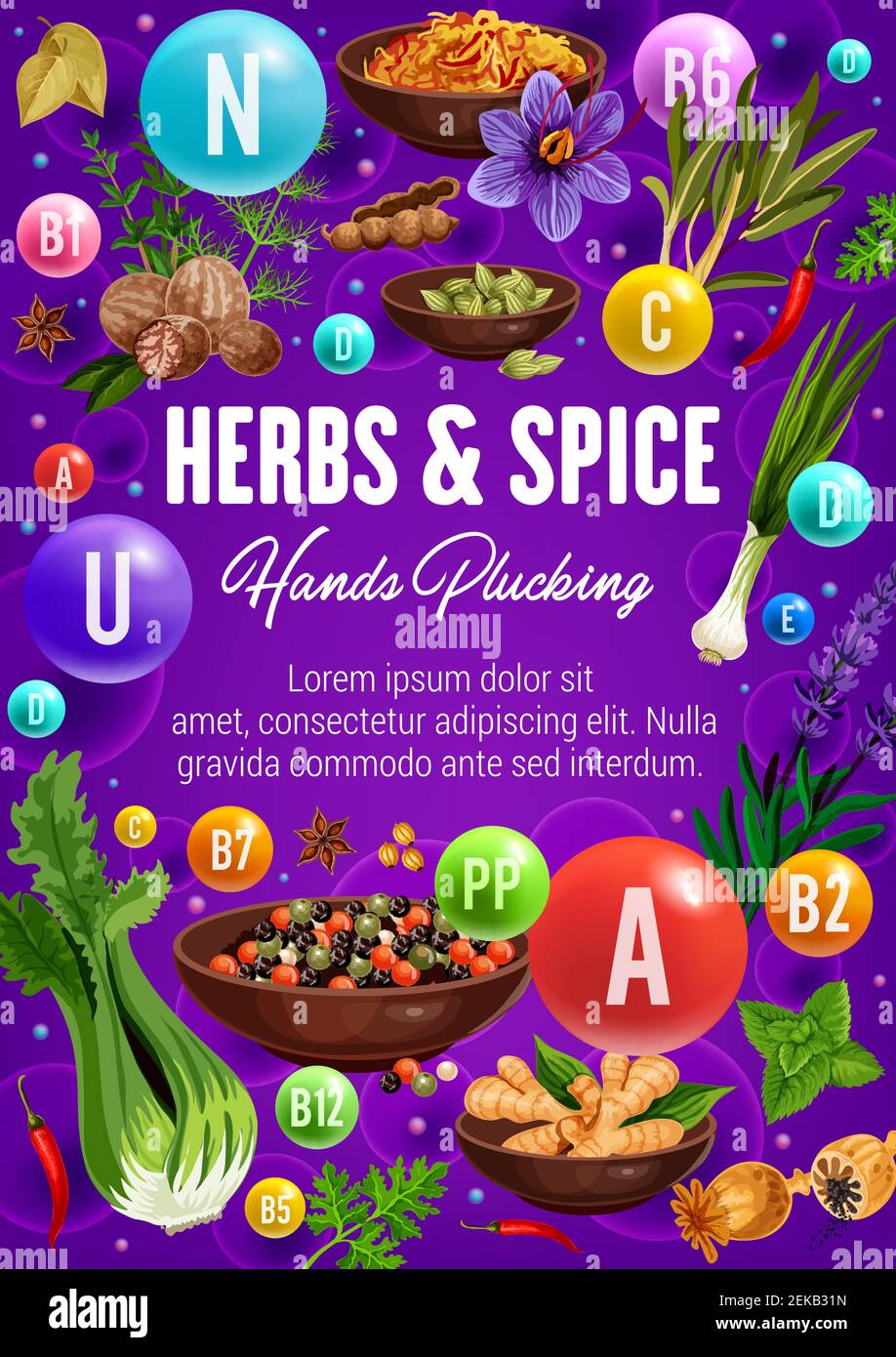 Herbal spices, cooking flavoring herbs and seasonings vector poster. Healthy multivitamin and