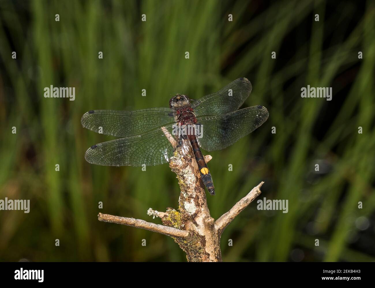 Close up of large white faced darter (Leucorrhinia pectoralis) dragonfly Stock Photo