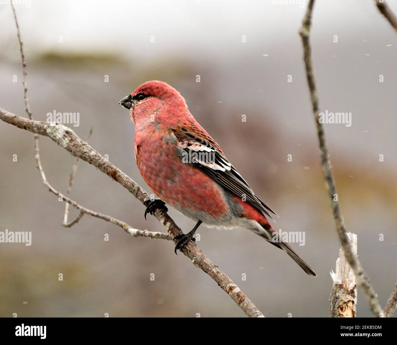 Pine Grosbeak close-up profile view, perched  with a blur background in its environment and habitat displaying red feather plumage. Image. Picture. Po Stock Photo