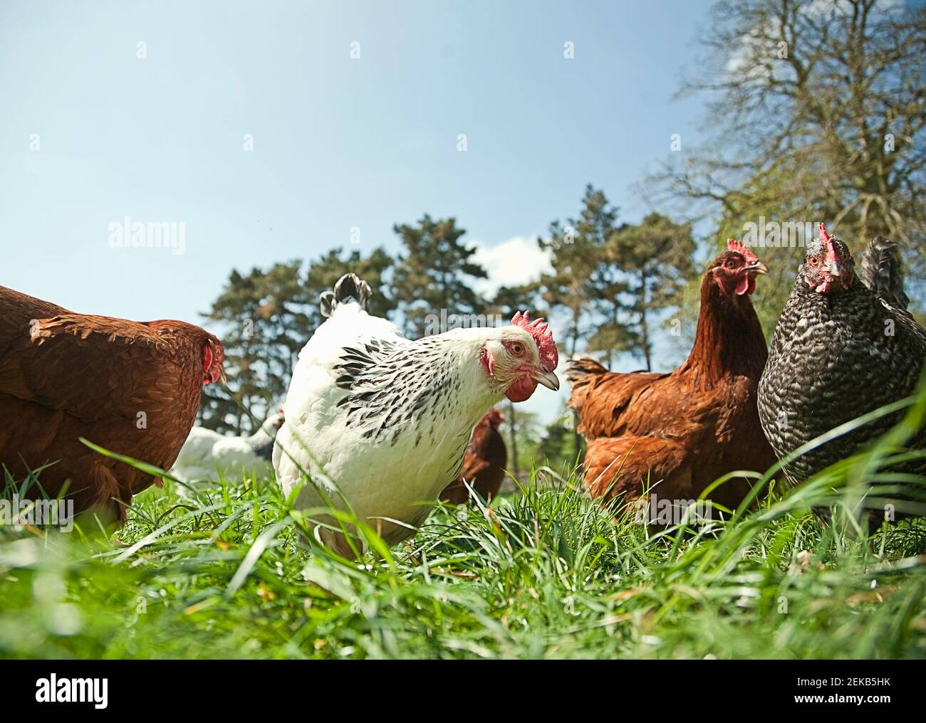 Free range chickens grazing in field Stock Photo