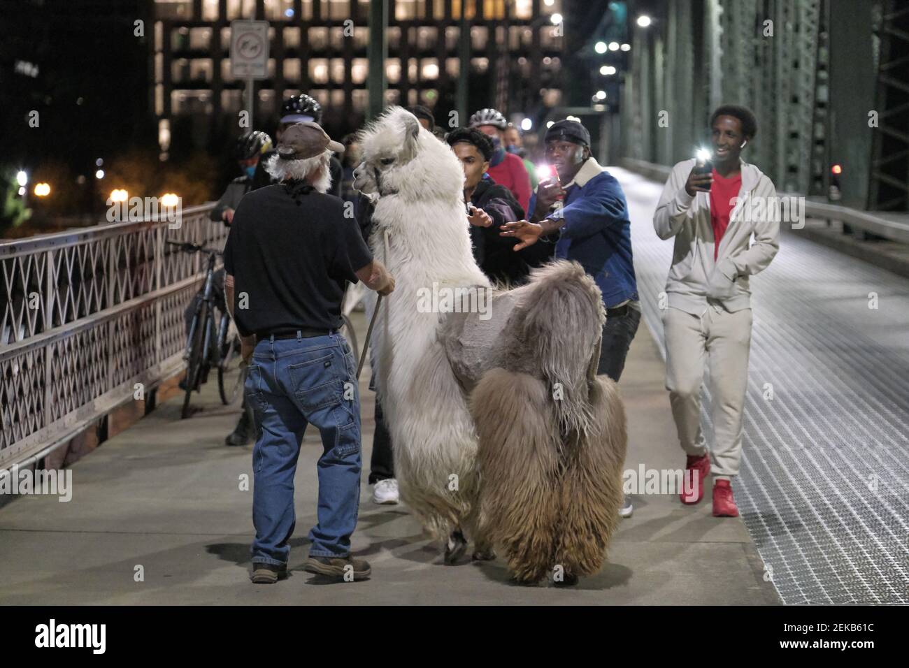 Caesar the no drama llama is followed by fans as he leaves the protest