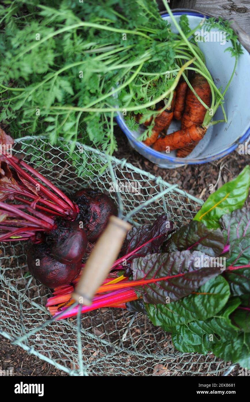 Basket and bucket with freshly picked carrots, chard and beetroots Stock Photo