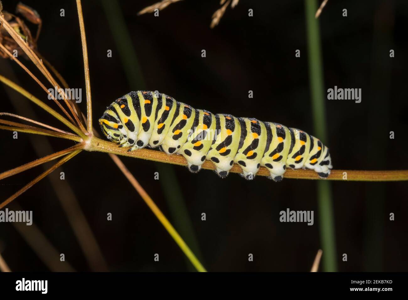 Papilio troilus гусеница