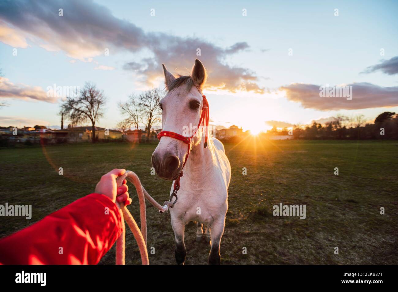 Male animal trainer training horse while standing at ranch during sunset Stock Photo