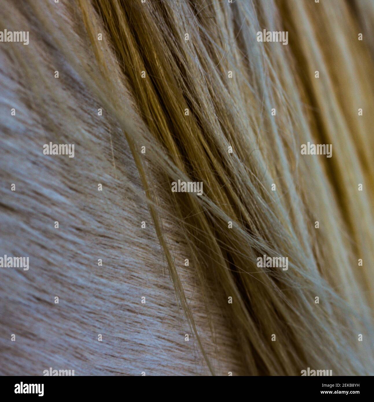 Ripped flag hi-res stock photography and images - Alamy